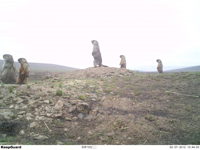 Scout Hunting Camera Low Consumption Trail Cam , The Fast Reponse Time <0.3s