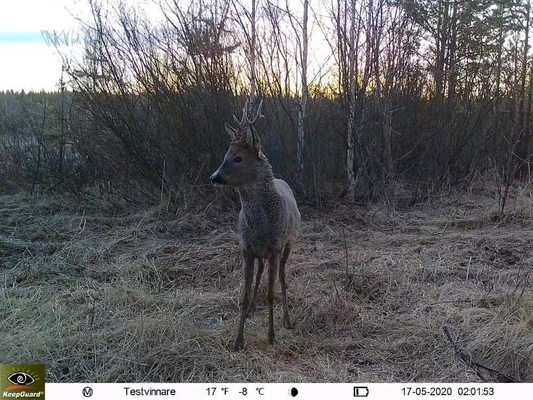4G hunting trail camera KW895 with APP 2K FHD Video 30MP image waterproof IP67 up to 512GB storage for wildlife research