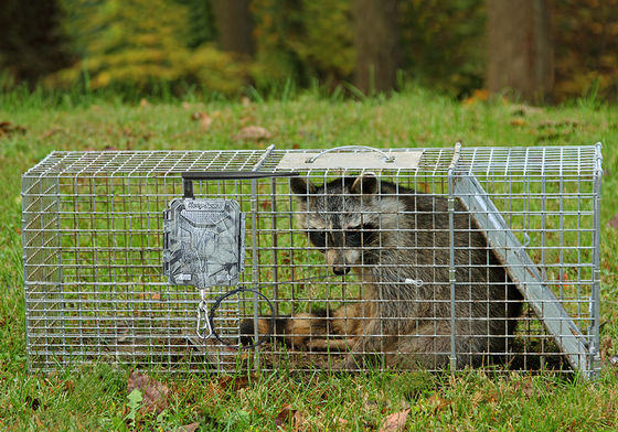 Wireless HD Hunting Cameras