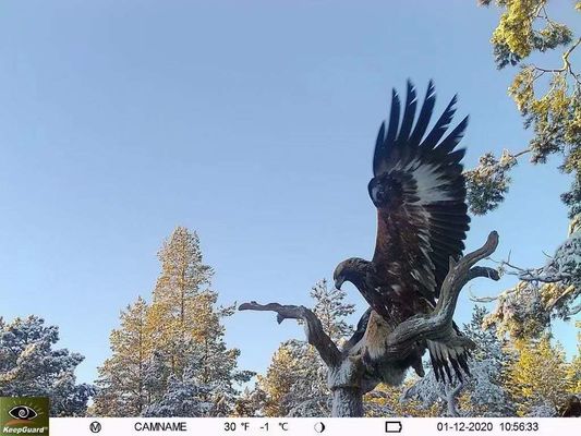 IP65 Waterproof 4G Trail Camera