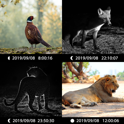 Dual lens hidden camera KW696 OEM/ODM 0.4s trigger 1080P/30MP waterproof IP67 100ft night range for wildlife hunting