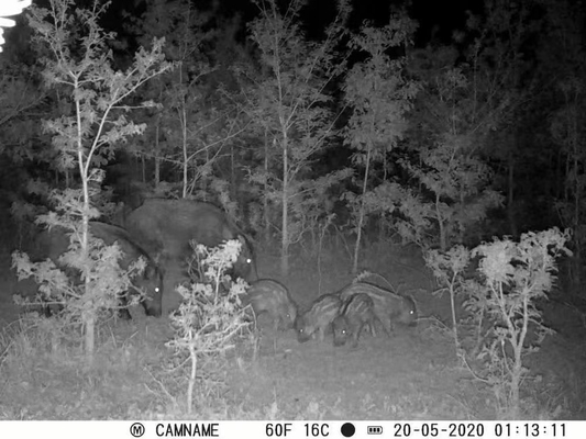 Game Camera KW571 with waterproof IP67 No-Glow CMOS Sensor 30MP photo 1080P 0.25s trigger speed night vision