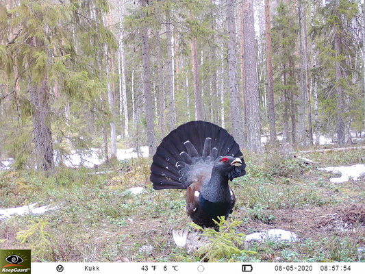 High Resolution 4g Wildlife Camera , Night Vision 4g Lte Trail Camera