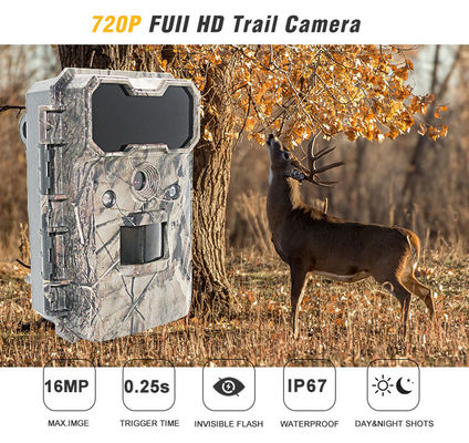 Motion Activated Wildlife Camera