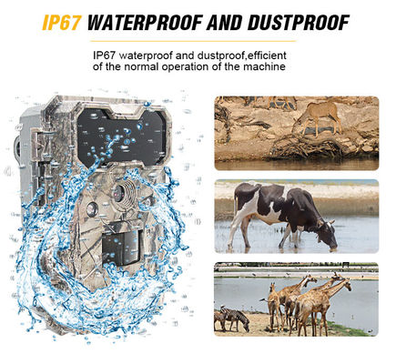 Motion Activated Wildlife Camera