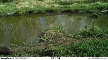 Scouting Trail Digital Infrared Hunting Camera / Hunter Cameras in Camouflage