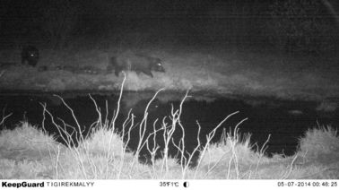 Scouting Trail Digital Infrared Hunting Camera / Hunter Cameras in Camouflage