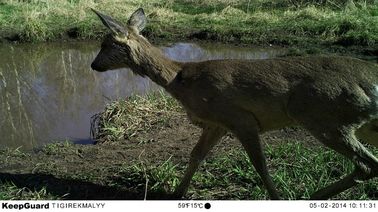 Small Day and Night Infrared Wildlife Camera Trail Game Cameras WEEE Approvals